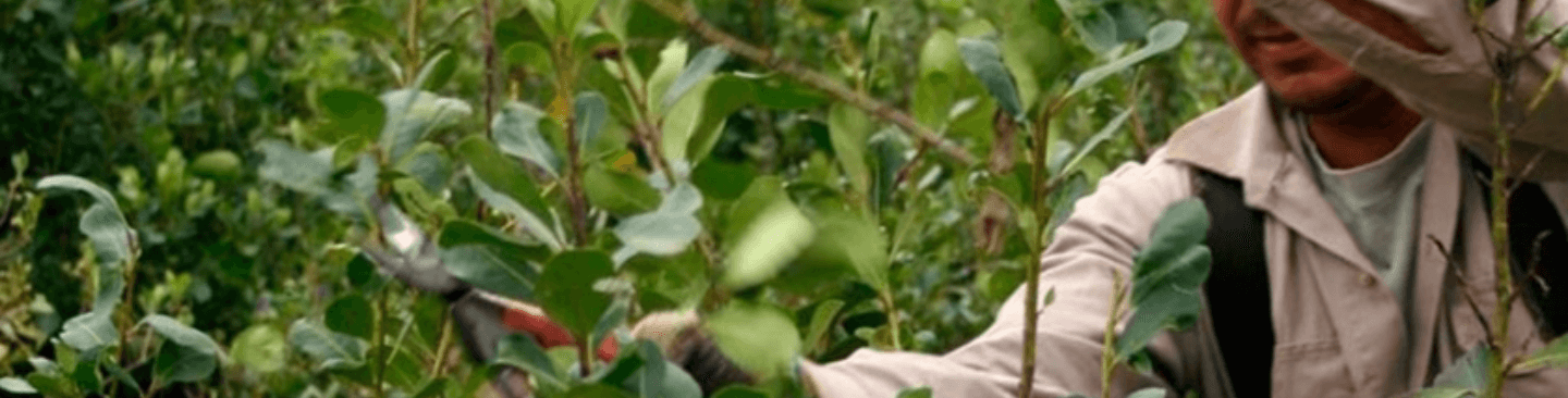 Tea Production Process